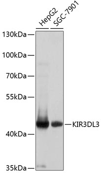 Western blot - KIR3DL3 Polyclonal Antibody 