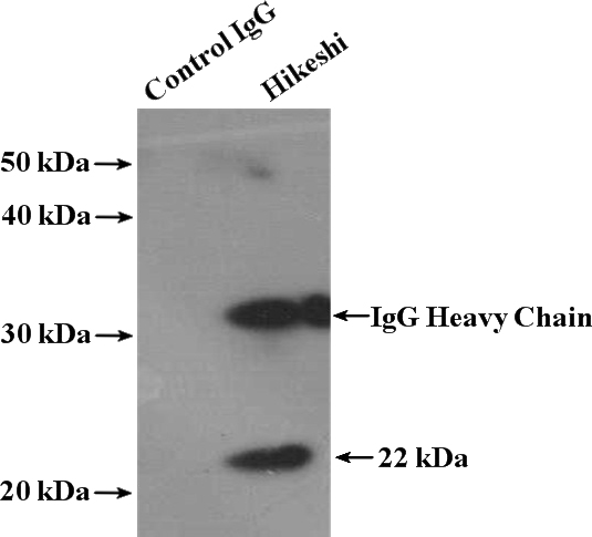 IP Result of anti-C11orf73 (IP:Catalog No:111348, 4ug; Detection:Catalog No:111348 1:500) with mouse brain tissue lysate 3000ug.