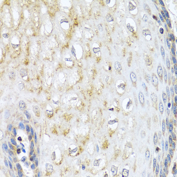Immunohistochemistry - NMU Polyclonal Antibody 