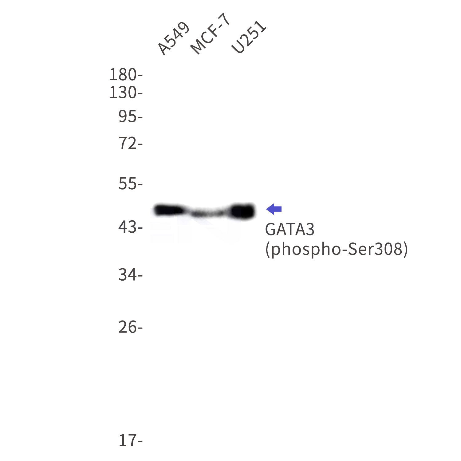Western blot detection of phospho-GATA3 (Ser308) in A549,MCF-7,U251 cell lysates using phospho-GATA3(Ser308) Rabbit mAb(1:1000 diluted).Predicted band size:48kDa.Observed band size:48kDa.
