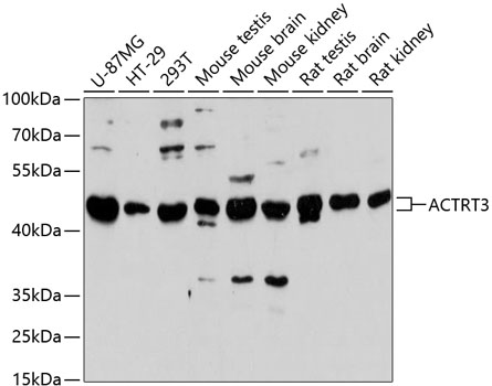 Western blot - ACTRT3 Polyclonal Antibody 