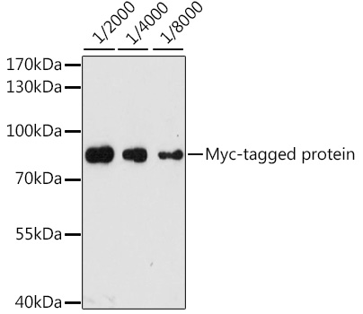 Western blot - Rabbit anti Myc-Tag pAb 
