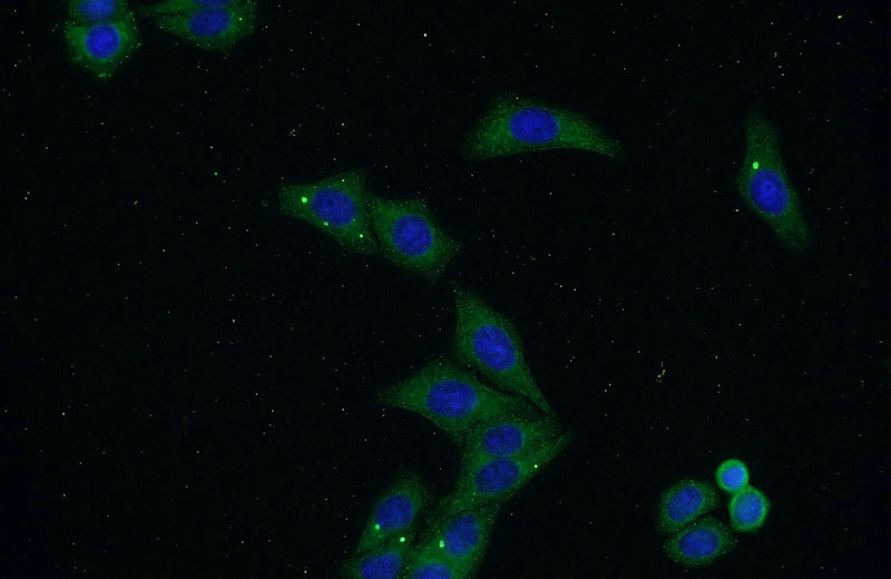 Immunofluorescent analysis of HepG2 cells using Catalog No:108710(CTA-216E10.6 Antibody) at dilution of 1:50 and Alexa Fluor 488-congugated AffiniPure Goat Anti-Rabbit IgG(H+L)