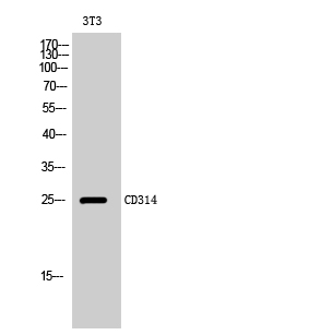 Fig1:; Western Blot analysis of 3T3 cells using CD314 Polyclonal Antibody
