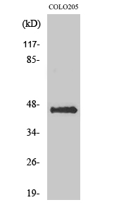 Fig1:; Western Blot analysis of various cells using AVP Receptor V3 Polyclonal Antibody