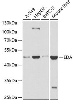 Western blot - EDA Polyclonal Antibody 