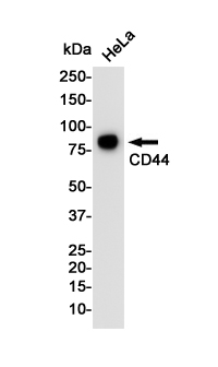 Western blot detection of CD44 in Hela cell lysates using CD44 Rabbit pAb(1:1000 diluted).Predicted band size:82KDa.Observed band size:82KDa.