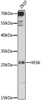 Western blot - HES6 Polyclonal Antibody 