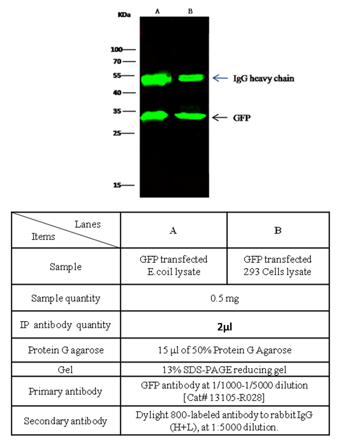 GFP Antibody, Rabbit MAb, Immunoprecipitation