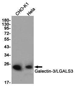 Western blot detection of Galectin-3/LGALS3 in CHO-K1,Hela cell lysates using Galectin-3/LGALS3 (7G9) Mouse mAb(1:1000 diluted).Predicted band size:26KDa.Observed band size:26KDa.
