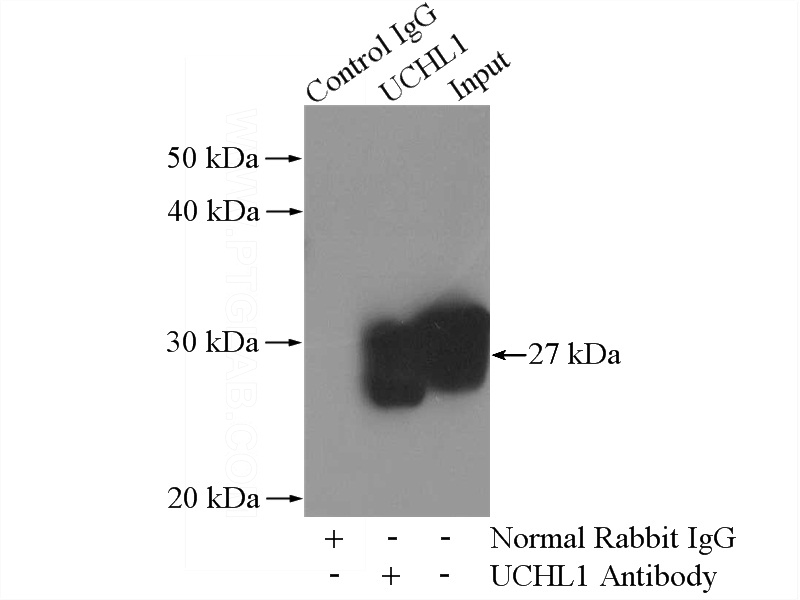 IP Result of anti-UCHL1 (IP:Catalog No:116671, 4ug; Detection:Catalog No:116671 1:2000) with mouse brain tissue lysate 4000ug.