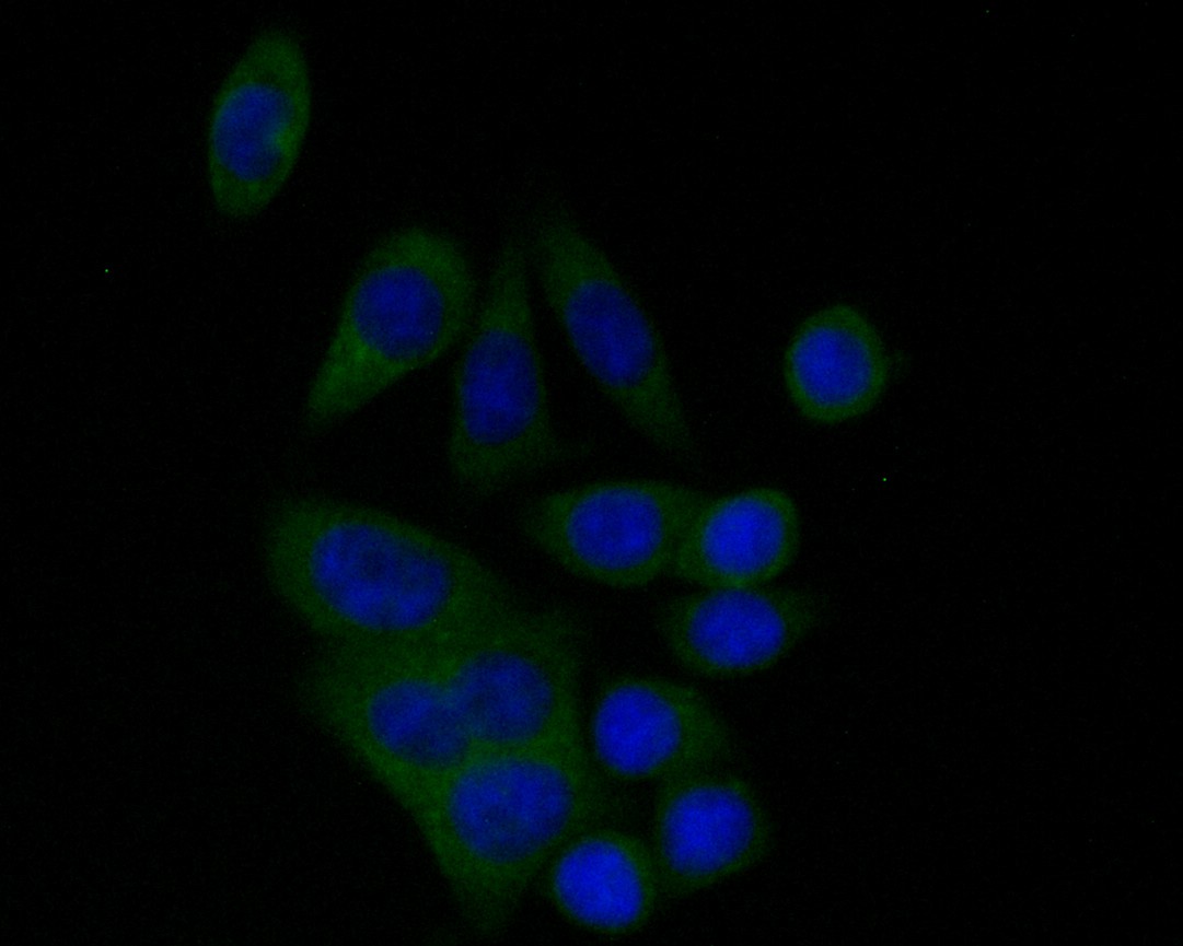 Fig3: ICC staining of BCL2L12 in SW620 cells (green). Formalin fixed cells were permeabilized with 0.1% Triton X-100 in TBS for 10 minutes at room temperature and blocked with 1% Blocker BSA for 15 minutes at room temperature. Cells were probed with the primary antibody ( 1/50) for 1 hour at room temperature, washed with PBS. Alexa Fluor®488 Goat anti-Rabbit IgG was used as the secondary antibody at 1/1,000 dilution. The nuclear counter stain is DAPI (blue).