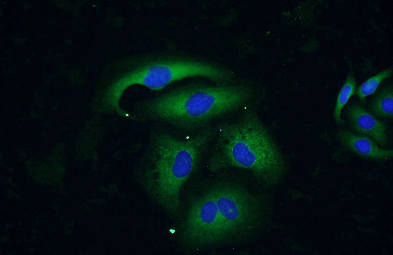 Immunofluorescent analysis of SKOV-3 cells using Catalog No:107836(AGR3 Antibody) at dilution of 1:50 and Alexa Fluor 488-congugated AffiniPure Goat Anti-Rabbit IgG(H+L)