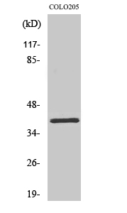 Fig1:; Western Blot analysis of various cells using Olfactory receptor 2L5 Polyclonal Antibody