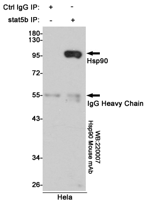 Immunoprecipitation analysis of Hela cell lysates using Hsp90 mouse mAb.