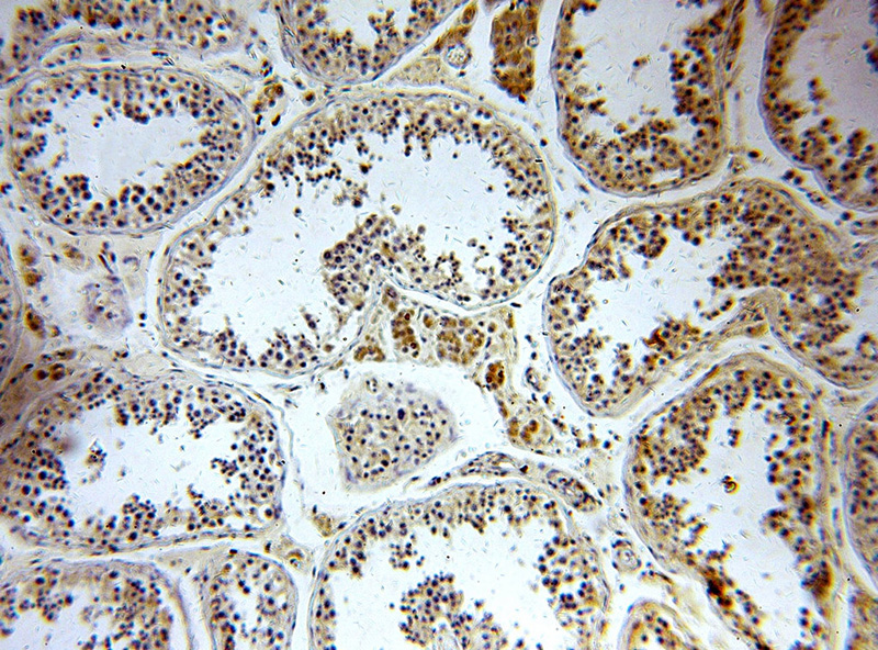 Immunohistochemical of paraffin-embedded human testis using Catalog No:113894(PIGM antibody) at dilution of 1:100 (under 10x lens)