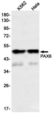 Western blot detection of PAX6 in K562,Hela cell lysates using PAX6 Rabbit mAb(1:1000 diluted).Predicted band size:47kDa.Observed band size:47kDa.