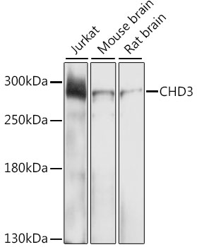 Western blot - CHD3 Polyclonal Antibody 