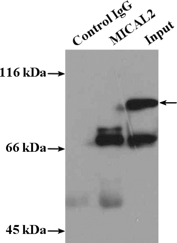 IP Result of anti-MICAL2 (IP:Catalog No:112610, 5ug; Detection:Catalog No:112610 1:300) with PC-3 cells lysate 5000ug.
