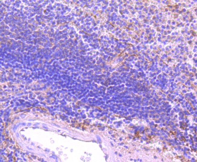 Fig6: Immunohistochemical analysis of paraffin-embedded human spleen tissue using anti-FPR1 antibody. Counter stained with hematoxylin.