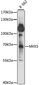 Western blot - MKKS Polyclonal Antibody 