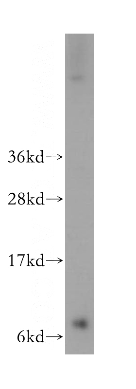 mouse testis tissue were subjected to SDS PAGE followed by western blot with Catalog No:111001(GNG2 antibody) at dilution of 1:400