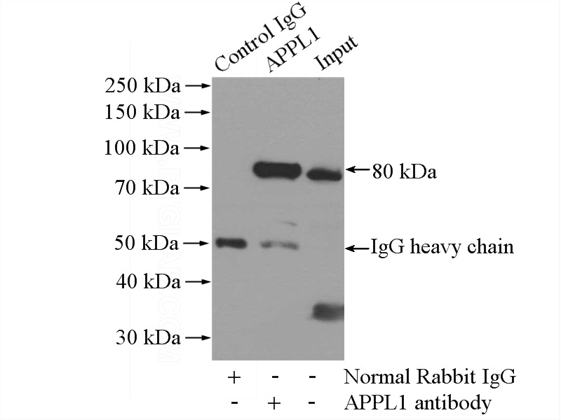 IP Result of anti-APPL1 (IP:Catalog No:108041, 4ug; Detection:Catalog No:108041 1:1000) with mouse brain tissue lysate 2640ug.