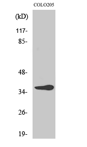 Fig1:; Western Blot analysis of various cells using Olfactory receptor 10G6 Polyclonal Antibody