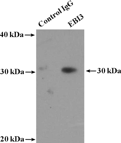 IP Result of anti-EBI3 (IP:Catalog No:110169, 4ug; Detection:Catalog No:110169 1:300) with MCF-7 cells lysate 3200ug.
