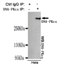 Immunoprecipitation analysis of Hela cell lysates using DNA-PKcs mouse mAb.