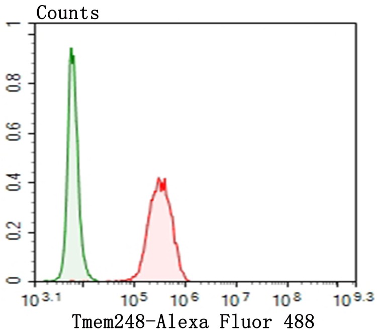 Fig5: Flow cytometric analysis of SH-SY-5Y cells with Tmem248 antibody at 1/100 dilution (red) compared with an unlabelled control (cells without incubation with primary antibody; green). Alexa Fluor 488-conjugated goat anti-rabbit IgG was used as the secondary antibody.