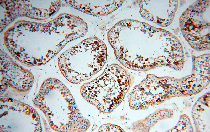 Immunohistochemical of paraffin-embedded human testis using Catalog No:110094(DNAJB3 antibody) at dilution of 1:100 (under 10x lens)