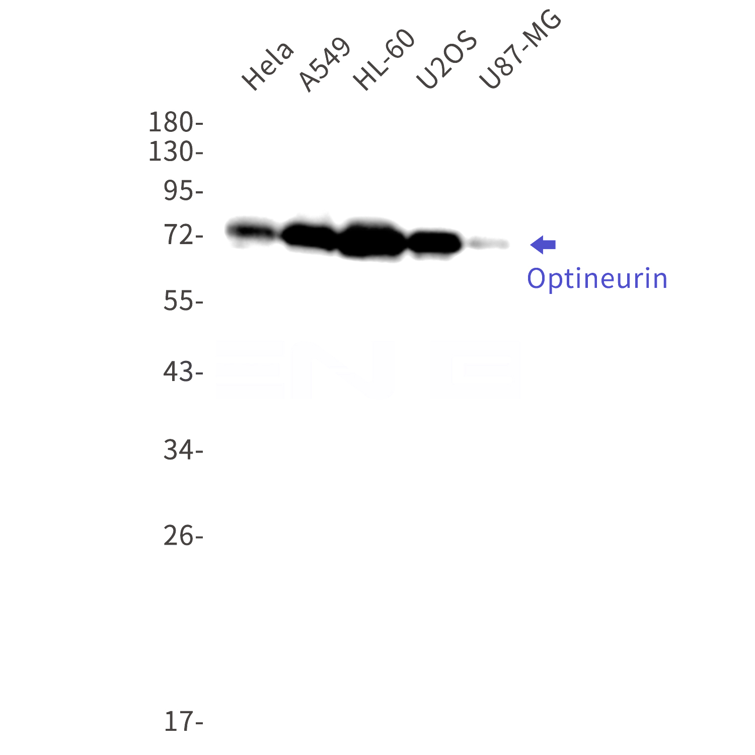 Western blot detection of Optineurin in Hela,A549,HL-60,U2OS,U87-MG cell lysates using Optineurin Rabbit mAb(1:1000 diluted).Predicted band size:66kDa.Observed band size:75kDa.