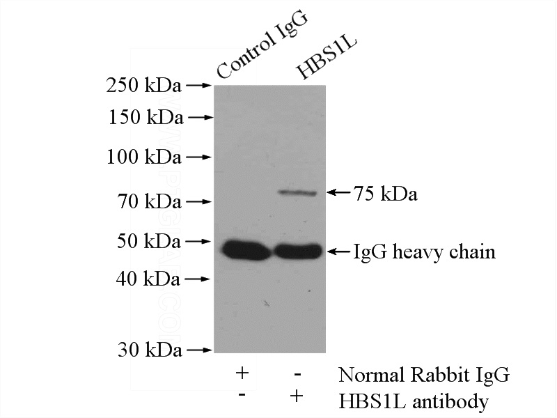 IP Result of anti-HBS1L (IP:Catalog No:111274, 4ug; Detection:Catalog No:111274 1:1000) with mouse brain tissue lysate 4000ug.