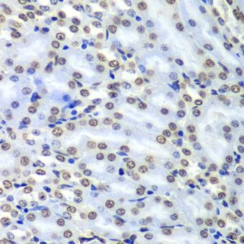 Immunohistochemistry - SEPT7 Polyclonal Antibody 