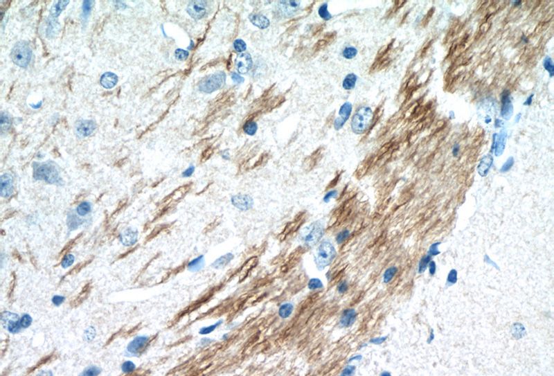 Immunohistochemistry of paraffin-embedded mouse brain tissue slide using Catalog No:109777(DDRGK1 Antibody) at dilution of 1:50 (under 40x lens)