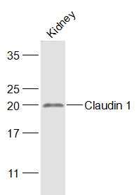 Fig4: Sample:; Kidney (Mouse) Lysate at 40 ug; Primary: Anti-Claudin 1 at 1/1000 dilution; Secondary: IRDye800CW Goat Anti-Rabbit IgG at 1/20000 dilution; Predicted band size: 23 kD; Observed band size: 23 kD
