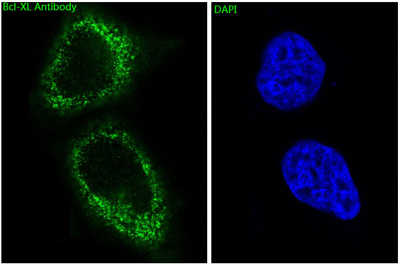 Immunofluorescent analysis of Hela cells, using Bcl-XL Antibody .