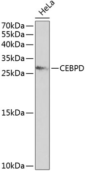 Western blot - CEBPD Polyclonal Antibody 