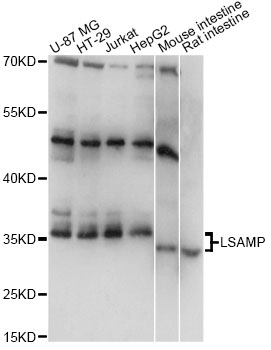 Western blot - LSAMP Polyclonal Antibody 