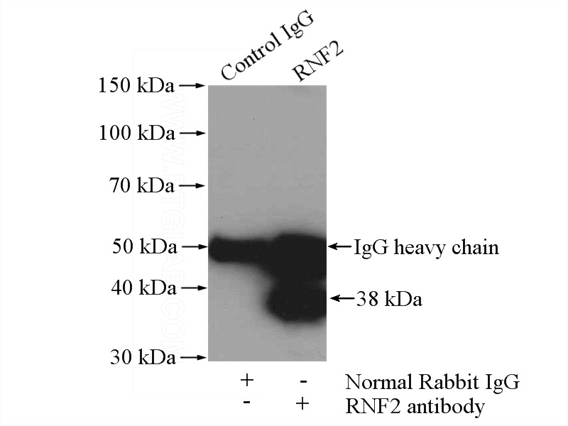IP Result of anti-RNF2 (IP:Catalog No:114750, 4ug; Detection:Catalog No:114750 1:800) with K-562 cells lysate 1200ug.