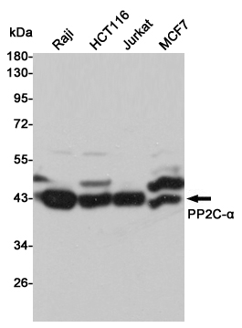 Western blot analysis of extracts from Raji,HCT116,Jurkat and MCF7 cell lysates using PP2C-u03b1 mouse mAb (1:1000 diluted).Predicted band size:43KDa.Observed band size:43KDa.