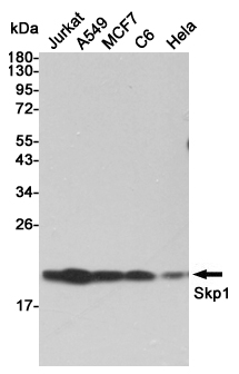 Western blot detection of Skp1 in Jurkat,A549,MCF7,C6 and Hela cell lysates using Skp1 mouse mAb (1:5000 diluted).Predicted band size:19KDa.Observed band size:19KDa.