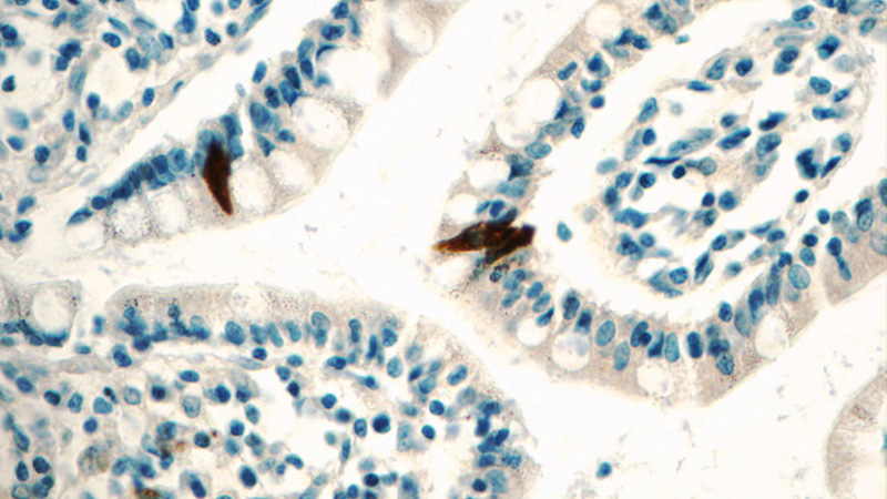 Immunohistochemistry of paraffin-embedded human small intestine tissue slide using Catalog No:110327(ENSA Antibody) at dilution of 1:50 (under 40x lens)