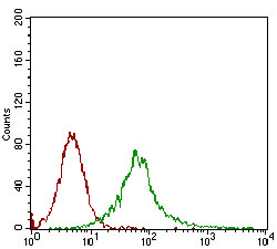 Flow cytometric analysis of Jurkat cells using CAMK2G mouse mAb (green) and negative control (red).