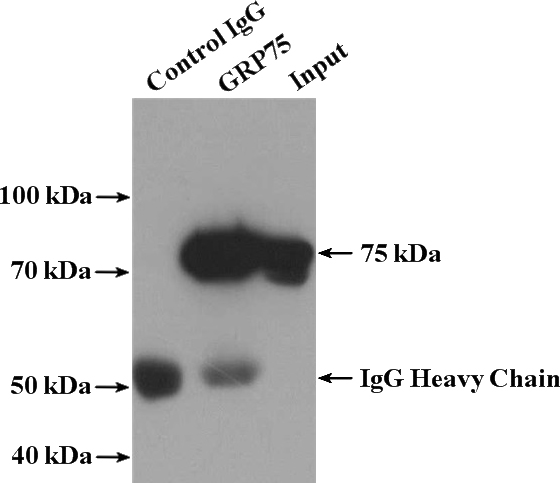 IP Result of anti-GRP75 (IP:Catalog No:111220, 4ug; Detection:Catalog No:111220 1:2000) with mouse brain tissue lysate 3680ug.