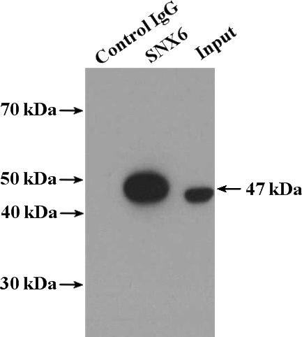 IP Result of anti-SNX6 (IP:Catalog No:115484, 4ug; Detection:Catalog No:115484 1:600) with HepG2 cells lysate 4000ug.