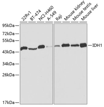 Western blot - IDH1 Polyclonal Antibody 