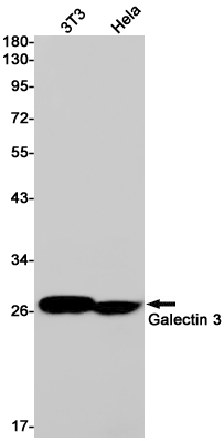 Western blot detection of Galectin 3 in 3T3,Hela cell lysates using Galectin 3 Rabbit pAb(1:1000 diluted).Predicted band size:26kDa.Observed band size:28kDa.