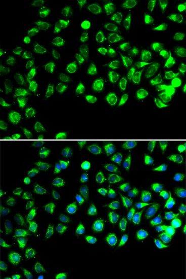 Immunofluorescence - C16orf80 Polyclonal Antibody 
